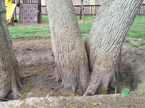 Photo Gallery - Advanced Tree & Shrub Care, Inc.