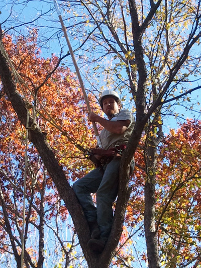 Preparing Your Trees for Spring Storms