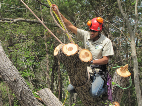 How to Tell When a Tree has Become Dangerous