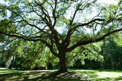 Two Types of Health in Trees: Physical & Structural