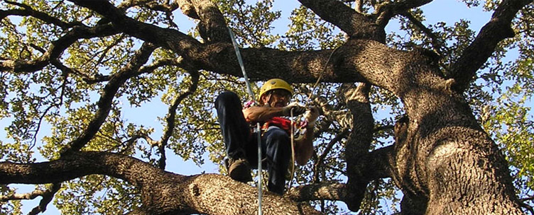 What Is An Arborist?