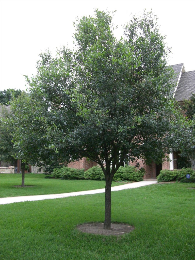 Live Oak Trees vs. Bermuda Grass