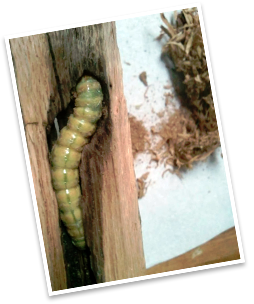 All You Need to Know About Carpenter Worms