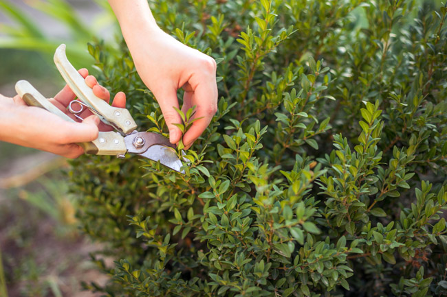 The Best Time to Prune/Trim Your Trees