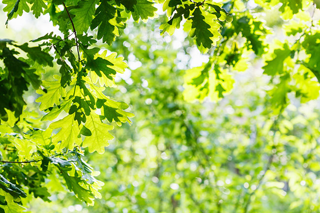 Live Oak Leaves & Mites