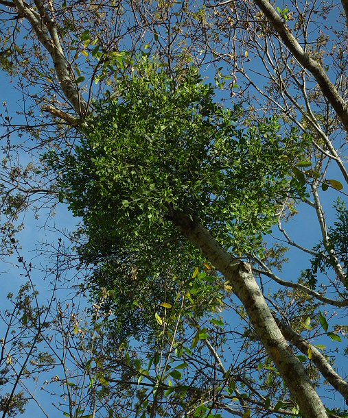 American Mistletoe (Phoradendron serotinum)