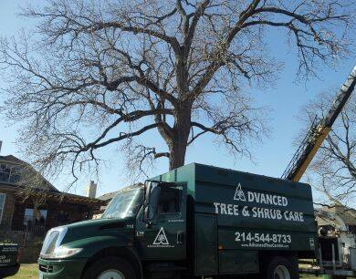 Tree Doctor: How to Identify Problems and Care for Sick Trees