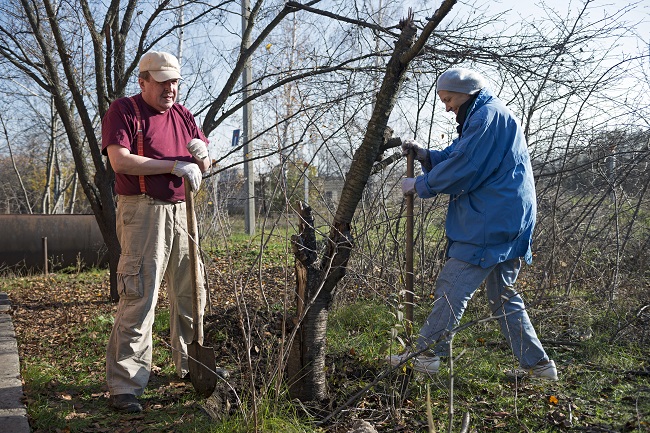 Why Tree Removal Isn't a DIY Job