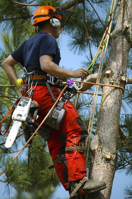 What Can An Arborist Really Do For You?