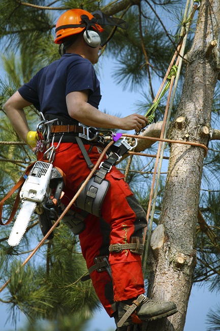 Tree Removal Brisbane Northside