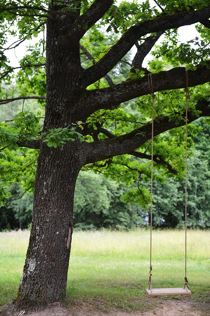 Thank Your Trees by Caring for Their Health