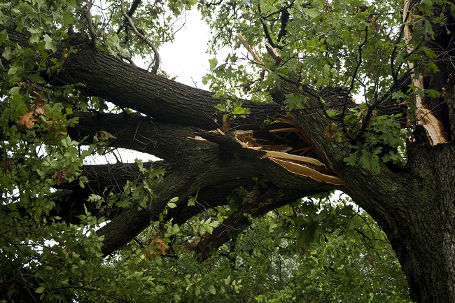 The Real Dangers of Hail Storm Tree Damage