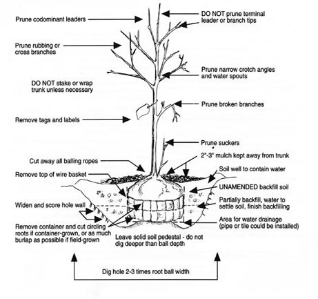 Tree Planting