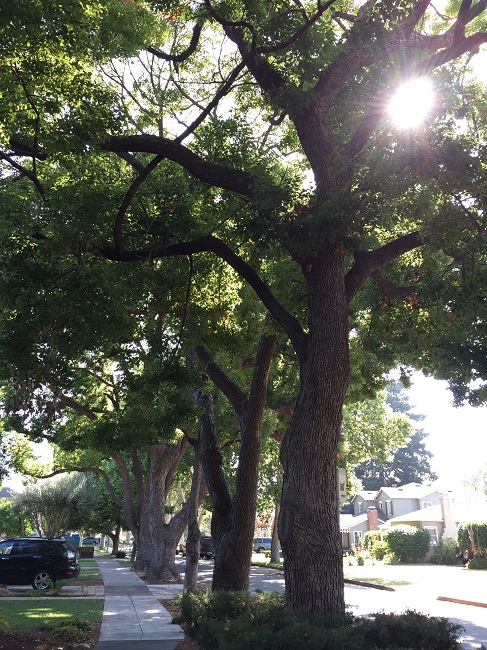 Shade trees, Ornamental Trees and Understory Trees