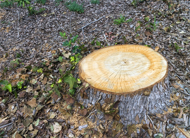 Why Stump Removal is a Good Idea