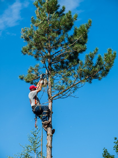 What Makes Advanced Tree & Shrub Care Different From the Others?