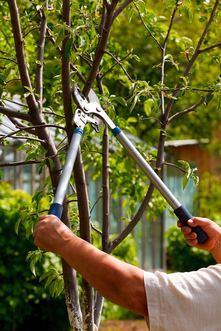 Why You Should Care About Tree Pruning