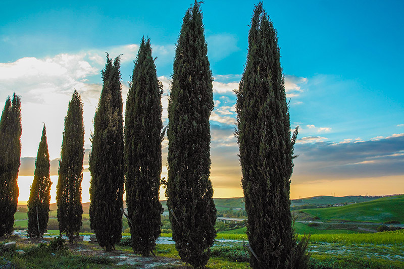 Planting Italian Cypress in North Texas