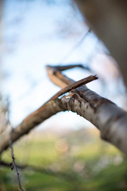 How to Protect Tree Health in Winter