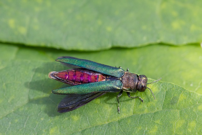 Emerald Ash Borer - invasive beetle and destroyer of trees