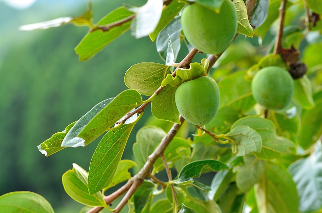 Tree Health: How Much Green is There?