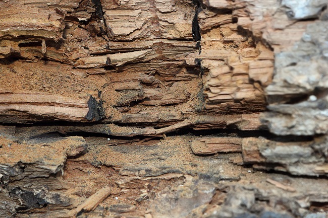 Texas Oak Wilt: A Devastating Disease