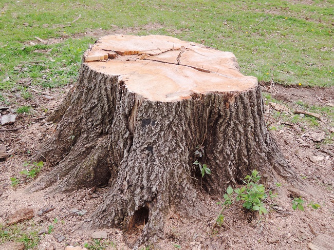 3 Benefits Of Hiring A Professional For Stump Removal