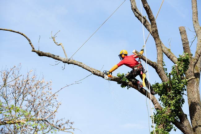 Will a City Pay For Tree Service?