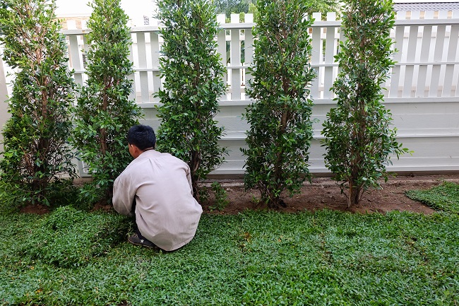 Using Small Trees For Landscaping