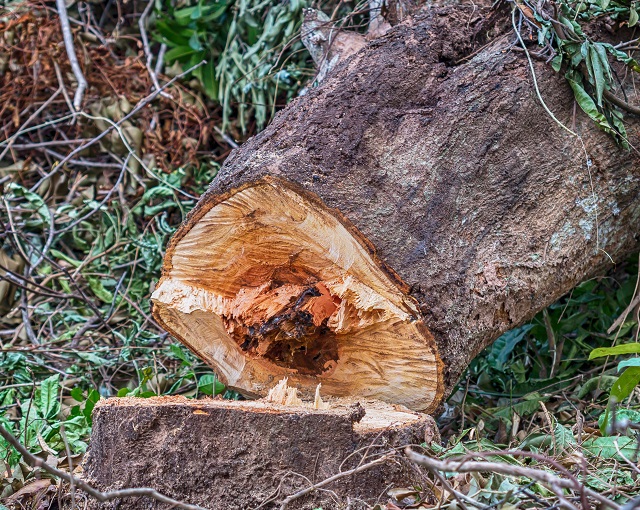 How to Identify Texas Oak Wilt