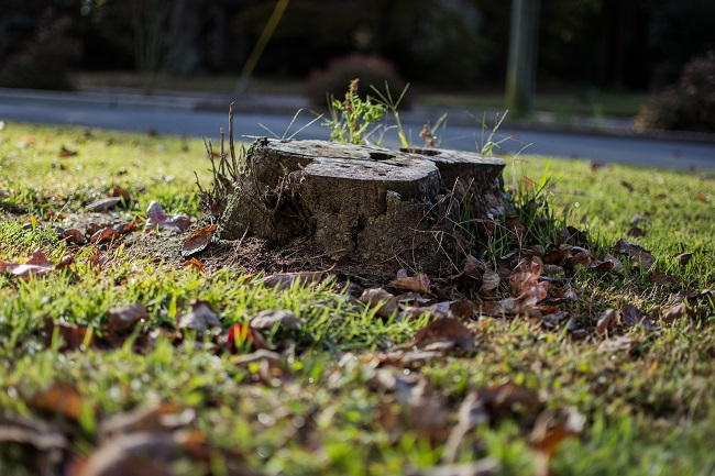 How Stump Removal Makes a Yard More Usable