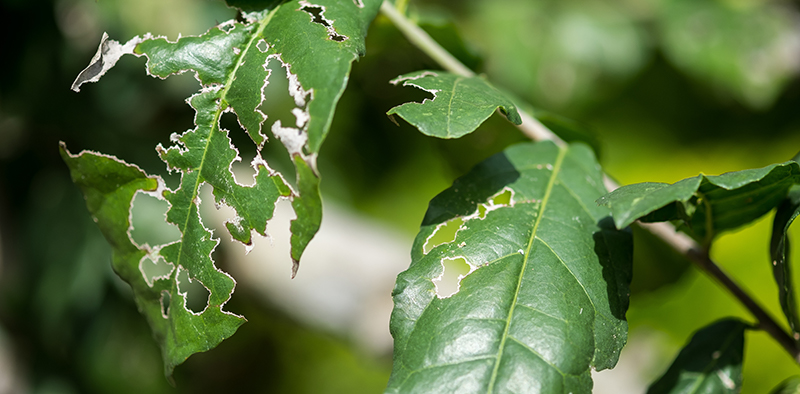 Insects on Trees 