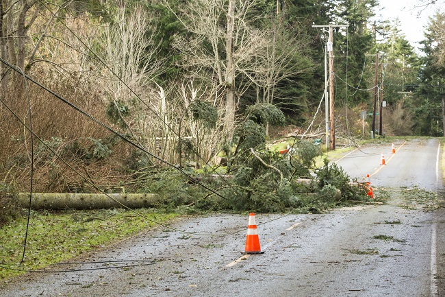 How to Detect Hazardous Trees on Your Property