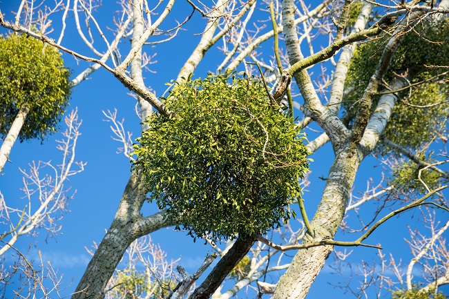 Not so Friendly Mistletoe