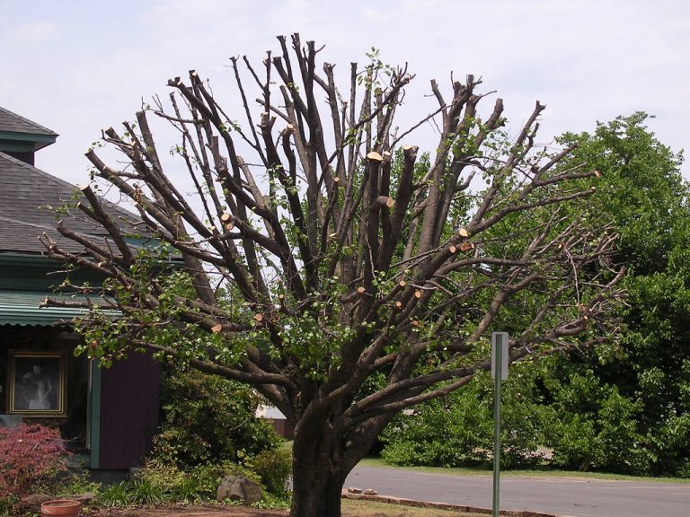 Tree Topping Good or Bad? Advanced Tree & Shrub Care, Inc.