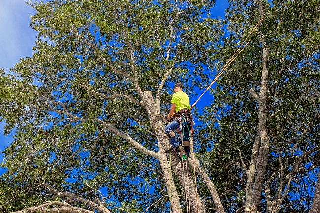 Tree Service Near Me