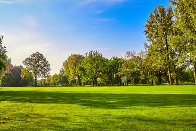 Grass shop and trees