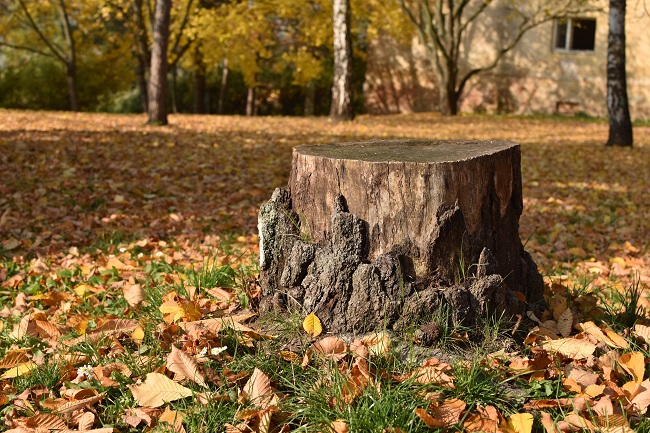 Three Reasons Why You Should Remove Tree Stumps