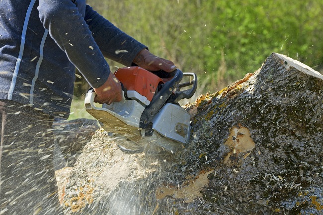Factors That Affect Your Home's Tree Removal Costs