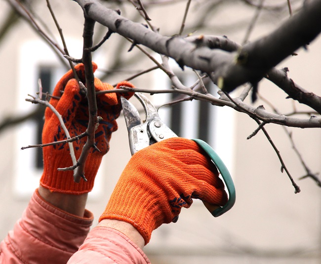 Three reasons tree pruning is a valuable asset to your property.