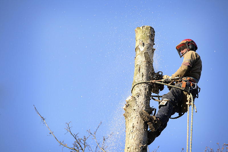 What Do Arborists Do : An Arborist Cutting A Tree With A Chainsaw Stock Photo ... : But in a nutshell, it's really all about trees.
