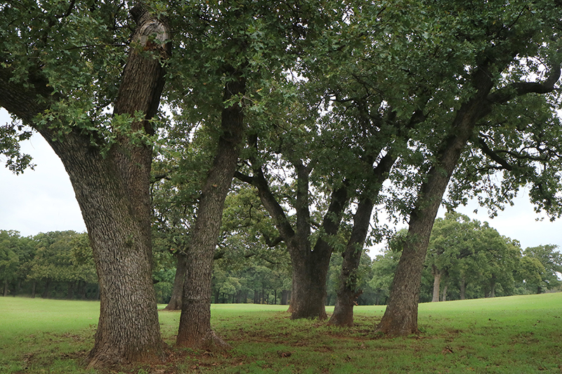 https://www.advancedtreecareinc.com/saving-trees/