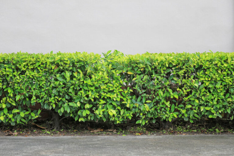 How Long Do Shrubs Last? Advanced Tree & Shrub Care, Inc.