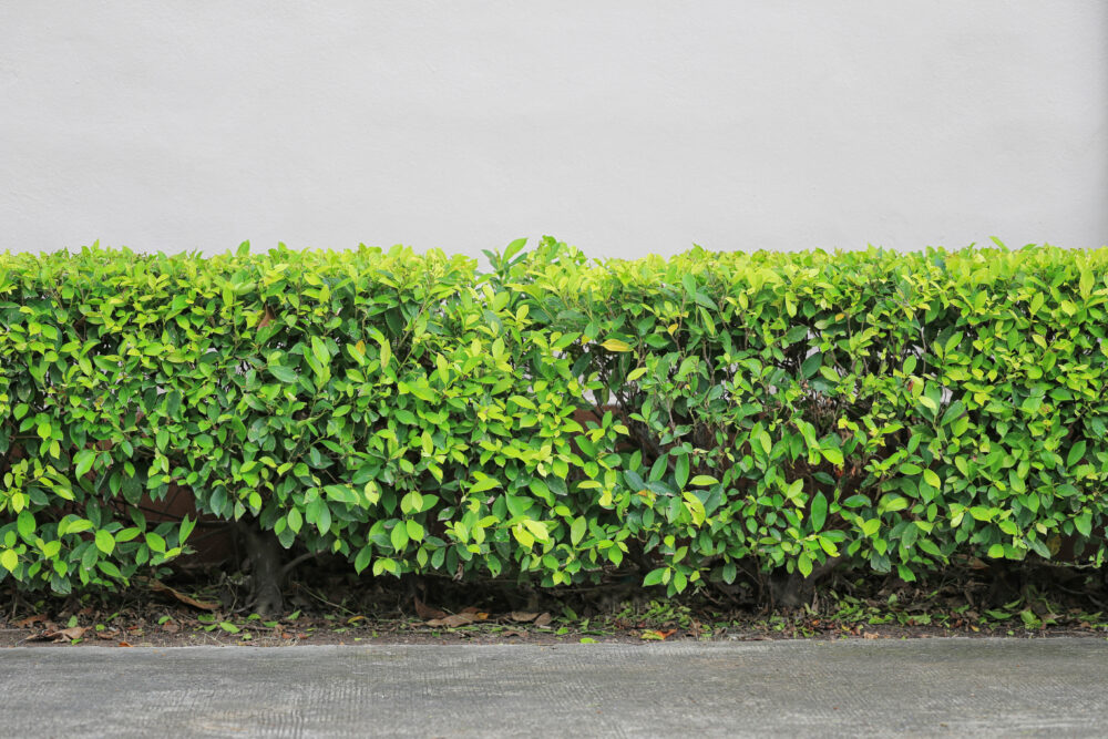 How Long Do Shrubs Last?