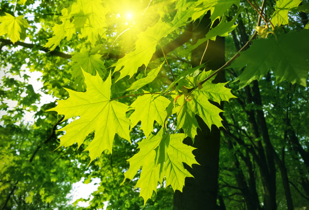 Signs and Steps for Maple Tree Bark Disease