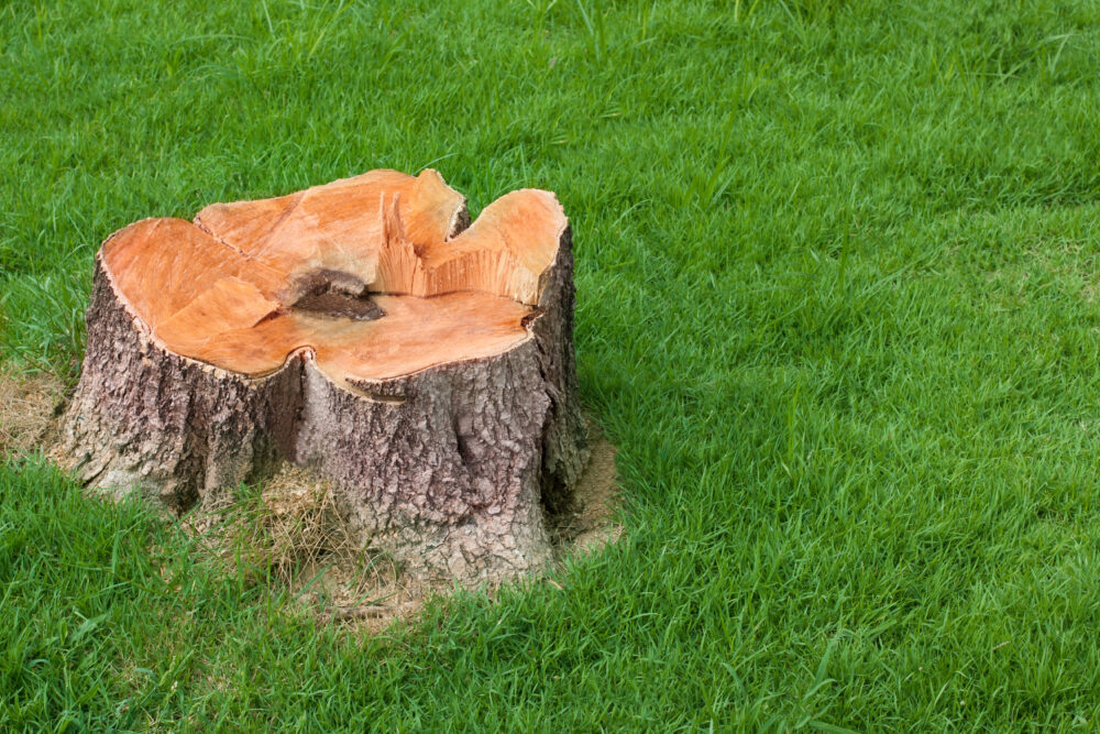 tree shrub removal