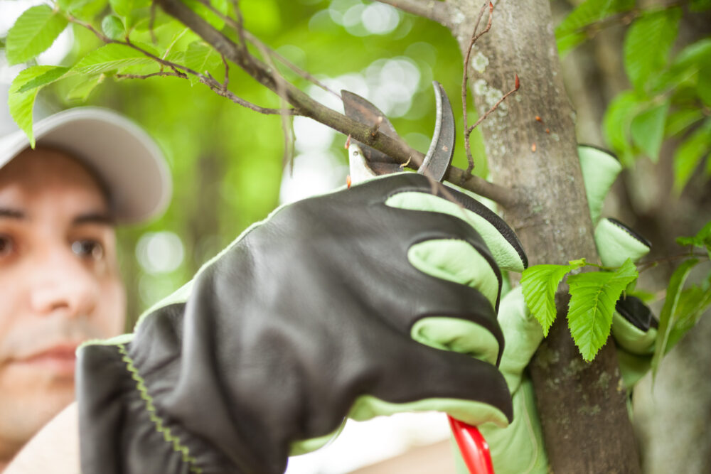 3 Excellent Reasons To Have Your Trees Trimmed