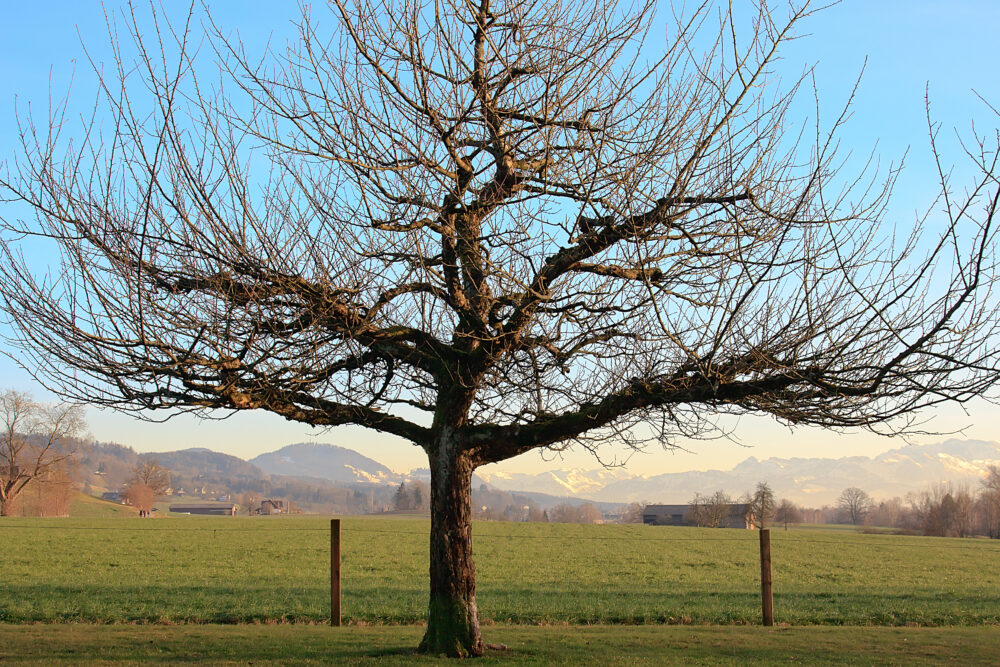 Why Won't My Tree Come Out of Dormancy?