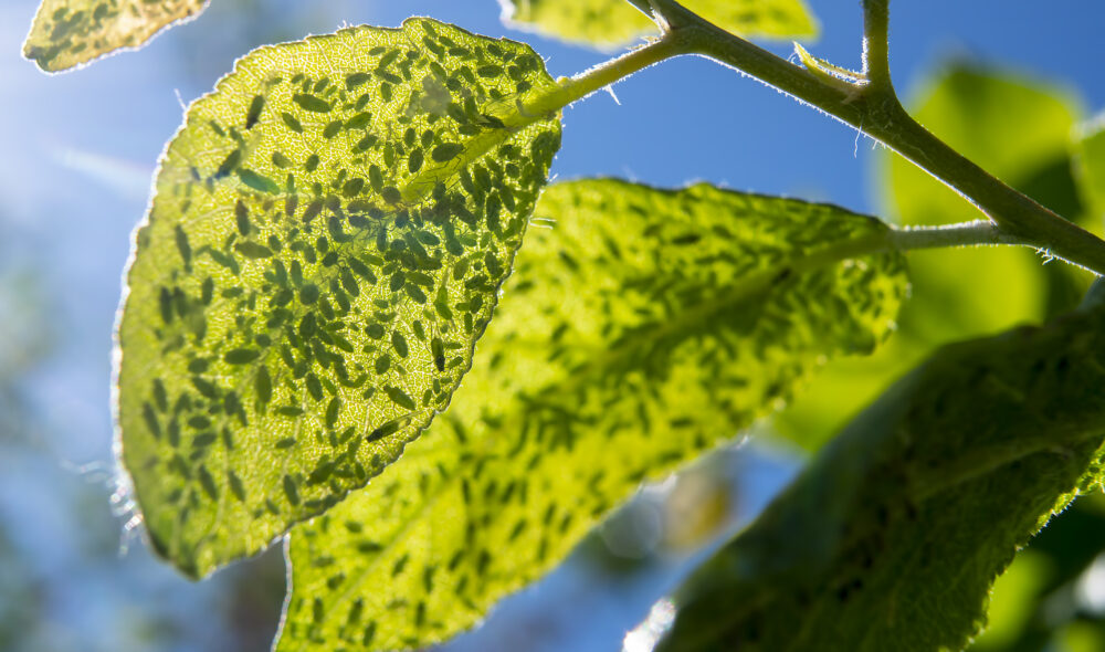 Spotting Aphids on Larger Trees
