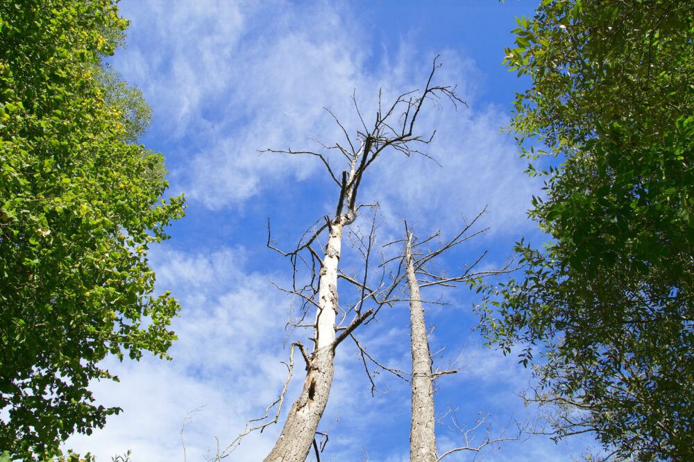 3 Signs That Your Trees Are Dying